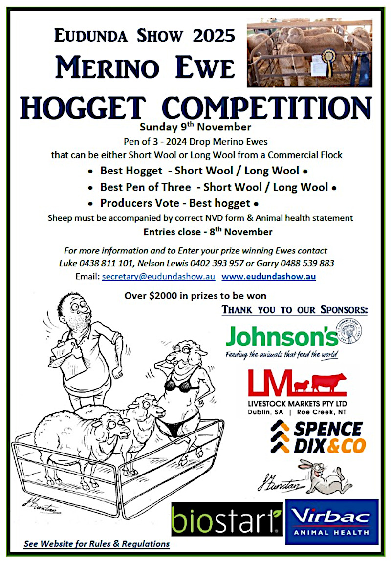 Merino Ewe Hogget Competition 2025