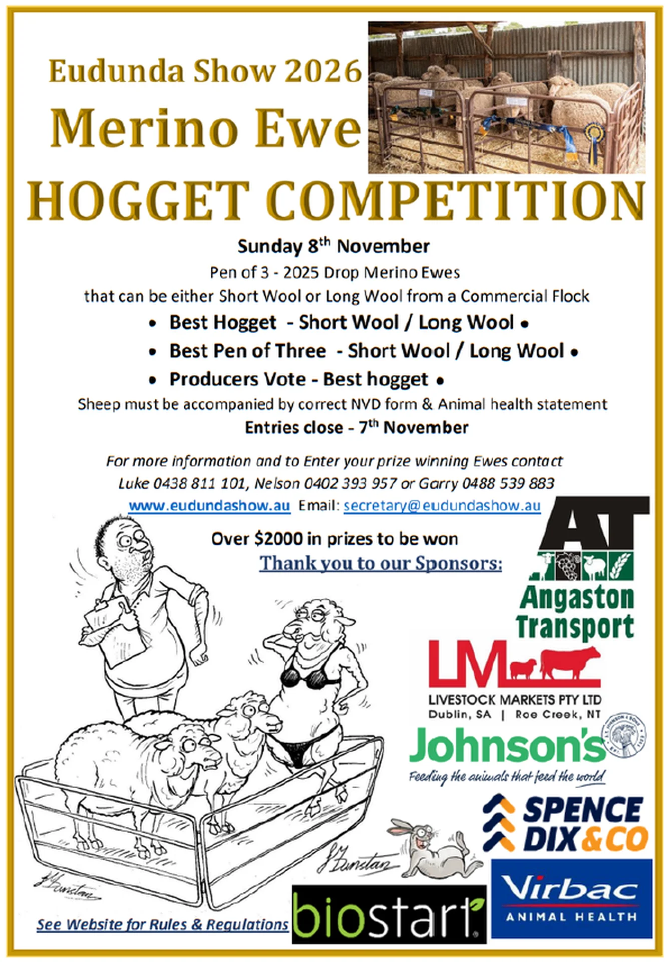 Eudunda Show 2026 - Merino Ewe Hogget Competition